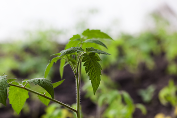 Image showing bush tomato