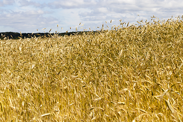 Image showing field with rye