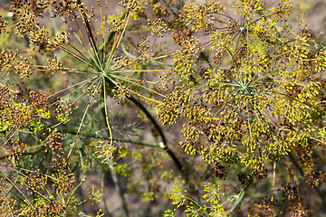 Image showing old dill umbrellas