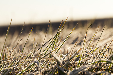 Image showing grass in the frost