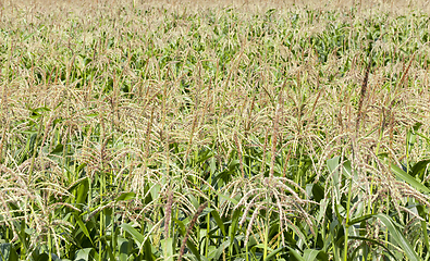 Image showing brushes of young corn