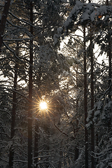 Image showing sun forest winter sunset