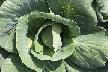 Image showing head of cabbage