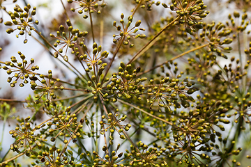 Image showing old dill umbrellas