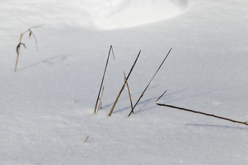 Image showing dry grass stems