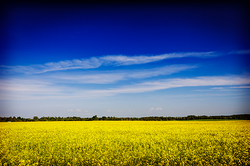 Image showing Spring summer background - rape field with blue sky