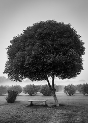 Image showing Lonely tree and empty bench