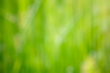 Image showing Nature blurred defocused background of grass