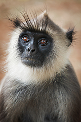 Image showing Monkey