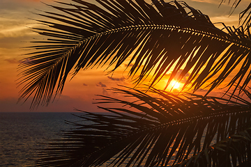 Image showing Ocean sunset visible through palm leaves