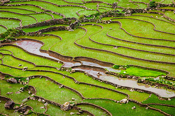 Image showing Rice field terraces, Vietnam