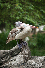 Image showing Spot-billed Pelican or Grey Pelican (Pelecanus philippensis)