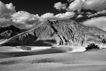 Image showing Sand dunes. Nubra valley, Ladakh, India