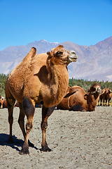 Image showing Camels in Nubra vally, Ladakh