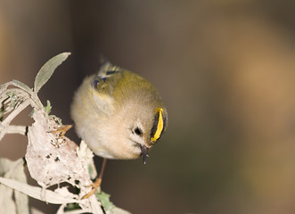 Image showing Regulus regulus