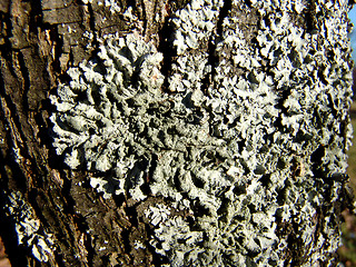 Image showing Lichen tree