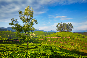 Image showing Tea plantation in the morning, India