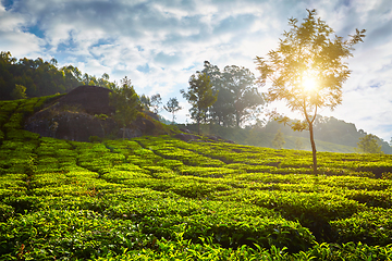 Image showing tea plantation in the morning, India