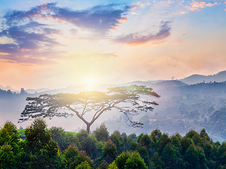 Image showing Lonely tree on sunrise in hills