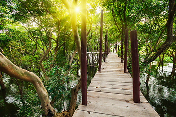 Image showing Wooden bridge in rain mangrove forest jungle