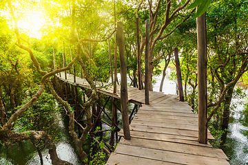 Image showing Wooden bridge in rain mangrove forest jungle