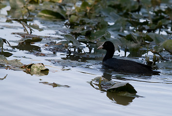 Image showing Fulica atra