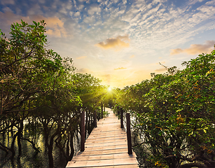 Image showing Wooden bridge in flooded rain forest jungle of mangrove