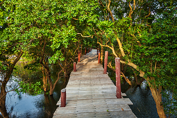 Image showing Wooden bridge in flooded rain forest jungle of mangrove