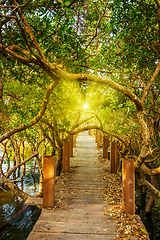 Image showing Wooden bridge in flooded rain forest jungle