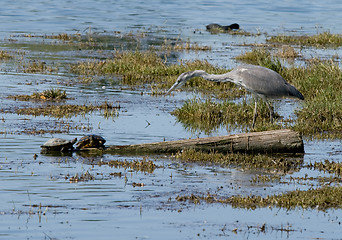 Image showing Two turtles and a grey heron