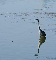 Image showing Mirroring Heron