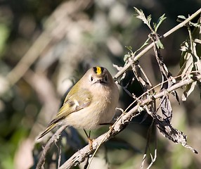 Image showing Serious Goldcrest