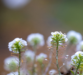 Image showing blooming autumn flowers