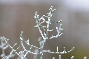 Image showing plant with water drops 