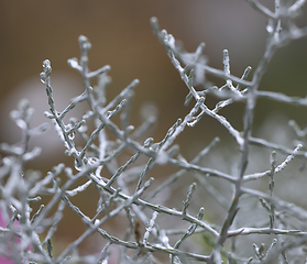 Image showing plant with water drops 