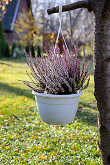 Image showing autumn flowers heather 