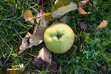 Image showing fresh autumn apple