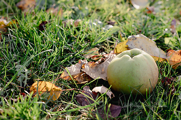 Image showing fresh autumn apple