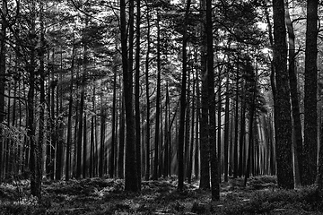 Image showing black and white forest landscape