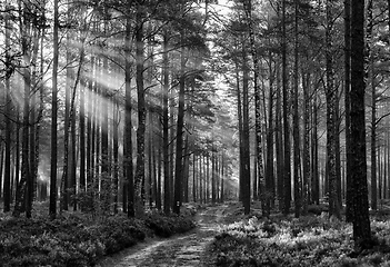 Image showing black and white forest landscape