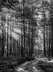 Image showing black and white forest landscape