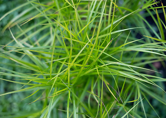 Image showing green grass close up