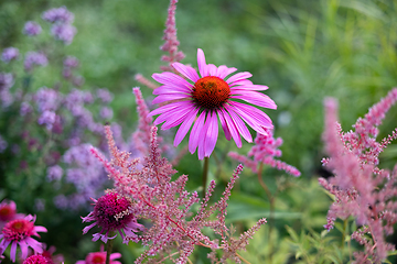 Image showing beautiful flower bed