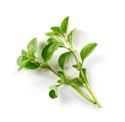 Image showing fresh green oregano leaves