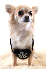 Image showing chihuahua as pirate