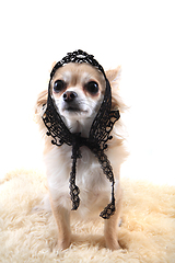 Image showing chihuahua as sweet lady