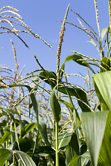 Image showing brushes of corn