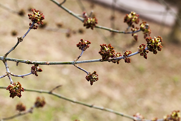 Image showing tree with red stamens