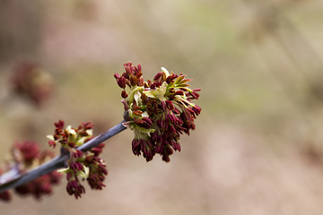 Image showing tree with red stamens