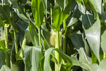 Image showing brushes of corn